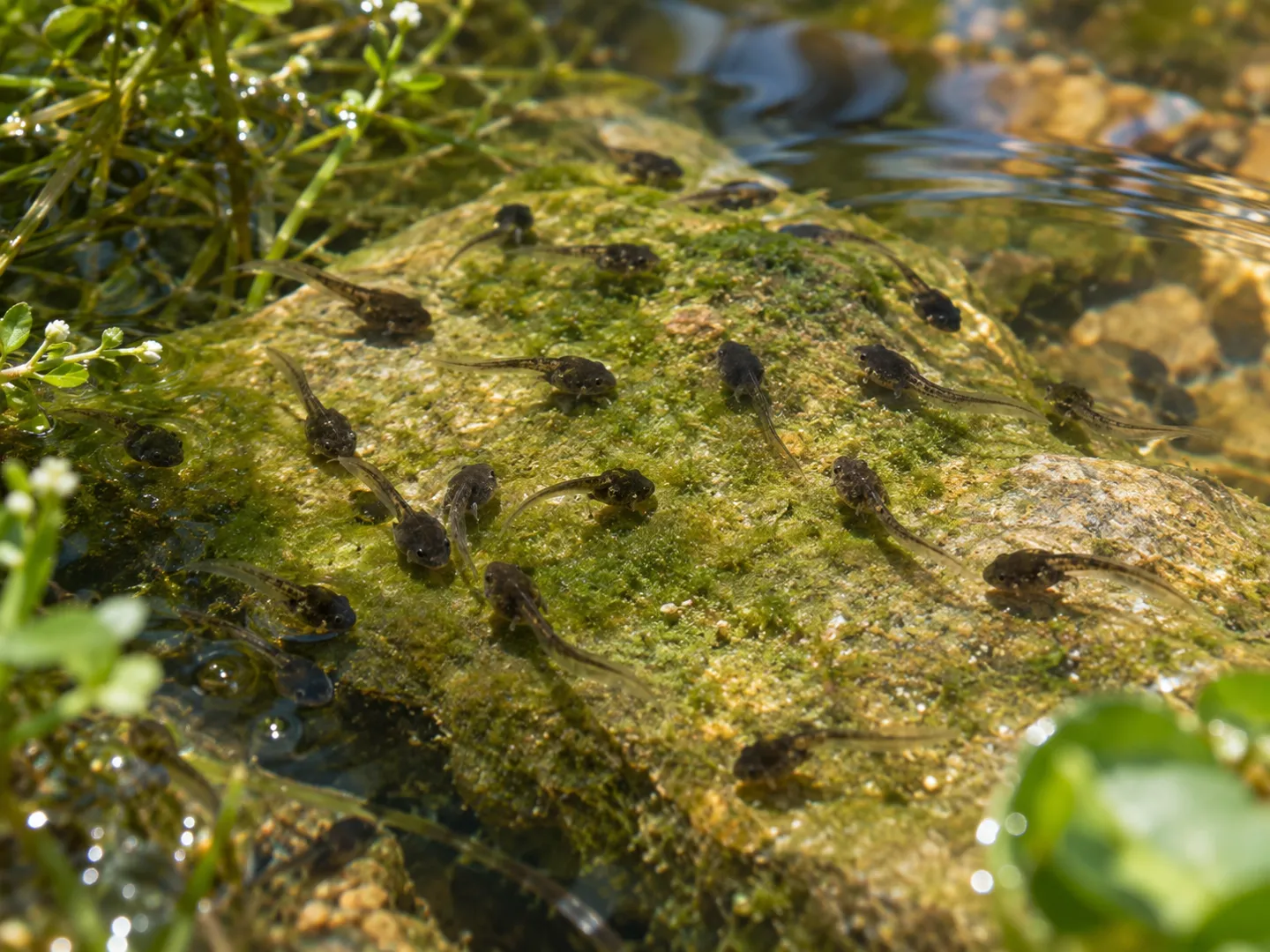 Many dark tadpoles grazing on a sunlit, algae-covered stone in shallow pond water